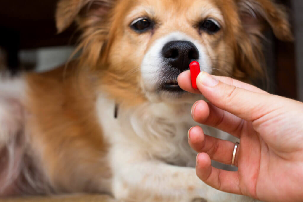 腎臟病是犬貓常見且無法逆轉的慢性疾病之一，許多毛孩在被診斷後，飼主往往陷入焦慮與不安；其實，除了依照獸醫師的治療計畫外，日常飲食與水分管理更是維持生活品質、延緩病程的核心。透過適當的飲食調整，能幫助毛孩減輕腎臟負擔，讓牠在控制病情的同時，也能保持穩定的健康狀態。