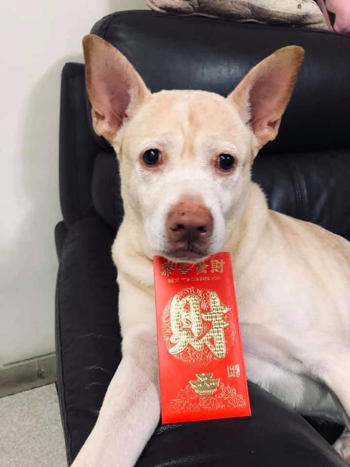 帶狗散步女童大喊「媽媽,這裡有豬!」 洪小鈴愛犬正面照曝光 藝人洪小鈴家中的 14 年前撿到愛犬「馬尼」,一路陪伴她走過人生各個階段,馬尼天生有著淡粉色的「小豬鼻」,具有象徵性的特色標誌,即使邁入高齡也仍維持,甚至還曾被小女童誤認為是豬,指著馬尼要媽媽一起來看。