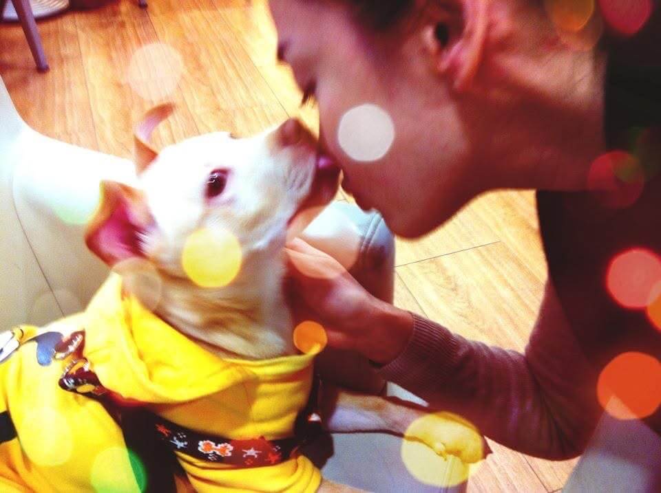 帶狗散步女童大喊「媽媽,這裡有豬!」 洪小鈴愛犬正面照曝光 藝人洪小鈴家中的 14 年前撿到愛犬「馬尼」,一路陪伴她走過人生各個階段,馬尼天生有著淡粉色的「小豬鼻」,具有象徵性的特色標誌,即使邁入高齡也仍維持,甚至還曾被小女童誤認為是豬,指著馬尼要媽媽一起來看。