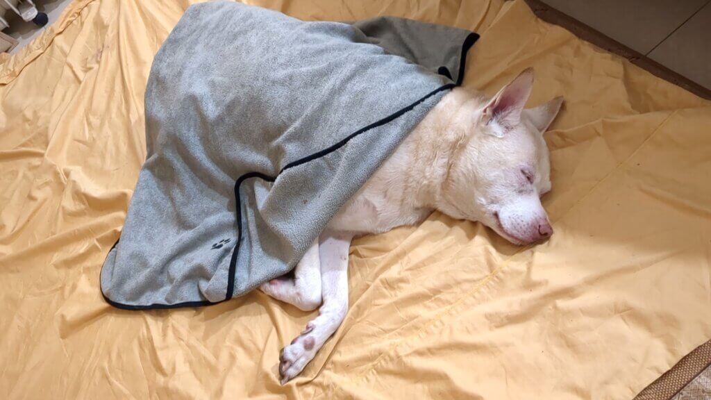 帶狗散步女童大喊「媽媽,這裡有豬!」 洪小鈴愛犬正面照曝光 藝人洪小鈴家中的 14 年前撿到愛犬「馬尼」,一路陪伴她走過人生各個階段,馬尼天生有著淡粉色的「小豬鼻」,具有象徵性的特色標誌,即使邁入高齡也仍維持,甚至還曾被小女童誤認為是豬,指著馬尼要媽媽一起來看。