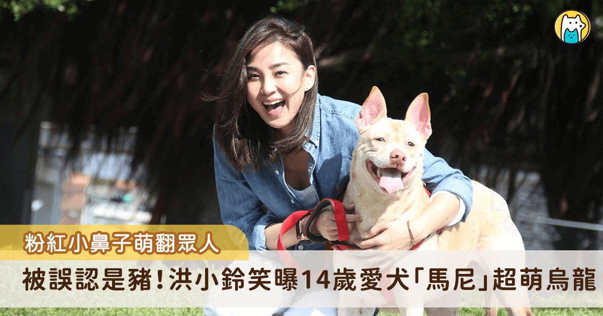 帶狗散步女童大喊「媽媽,這裡有豬!」 洪小鈴愛犬正面照曝光 藝人洪小鈴家中的 14 年前撿到愛犬「馬尼」,一路陪伴她走過人生各個階段,馬尼天生有著淡粉色的「小豬鼻」,具有象徵性的特色標誌,即使邁入高齡也仍維持,甚至還曾被小女童誤認為是豬,指著馬尼要媽媽一起來看。
