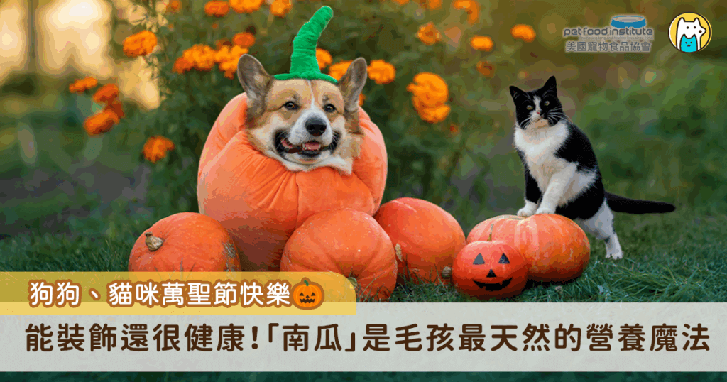 萬聖節特輯:南瓜不只是裝飾,也是毛孩的健康寶藏! 每到萬聖節,南瓜總是成為最具代表性的節慶裝飾,對毛孩而言,南瓜不僅是應景擺飾,更是對牠們的健康大有益處。南瓜富含膳食纖維、維生素 A、C 和 E,以及天然抗氧化物,不僅能幫助維持身體機能,也能提升免疫力。對於需要額外補充營養或調整腸胃狀態的犬貓來說,南瓜是既安全又有益的天然食材。