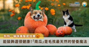 萬聖節特輯:南瓜不只是裝飾,也是毛孩的健康寶藏! 每到萬聖節,南瓜總是成為最具代表性的節慶裝飾,對毛孩而言,南瓜不僅是應景擺飾,更是對牠們的健康大有益處。南瓜富含膳食纖維、維生素 A、C 和 E,以及天然抗氧化物,不僅能幫助維持身體機能,也能提升免疫力。對於需要額外補充營養或調整腸胃狀態的犬貓來說,南瓜是既安全又有益的天然食材。