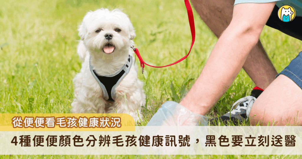 犬貓健康常藏在日常細節中，從排便狀況能看出牠們的健康訊號，幼犬及年邁犬抵抗力弱，若腹瀉建議立即送醫，若為腹瀉症狀輕微的成年犬可先禁食半天至一天，症狀持續或伴隨嘔吐、血便、脫水，應立即就醫。新北市獸醫師公會理事長薛敦元也分享如何從毛孩糞便的顏色，來判斷是否需要就醫。