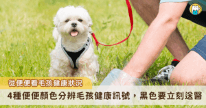 犬貓健康常藏在日常細節中，從排便狀況能看出牠們的健康訊號，幼犬及年邁犬抵抗力弱，若腹瀉建議立即送醫，若為腹瀉症狀輕微的成年犬可先先禁食半天至一天，症狀持續或伴隨嘔吐、血便、脫水，應立即就醫。新北市獸醫師公會理事長薛敦元也分享如何從毛孩糞便的顏色，來判斷是否需要就醫。
