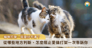 家裡是多貓家庭都會經歷貓咪們互相玩耍或是打鬧的過程，但要如何判斷貓咪們是不是在打架，必須從多個面向來觀察。貓咪不像狗狗一樣可以從臉上的表情來判斷情緒。以下整理出幾個能判別貓咪在玩耍還是打架的方法，幫助飼主促進多貓家庭的和諧生活。