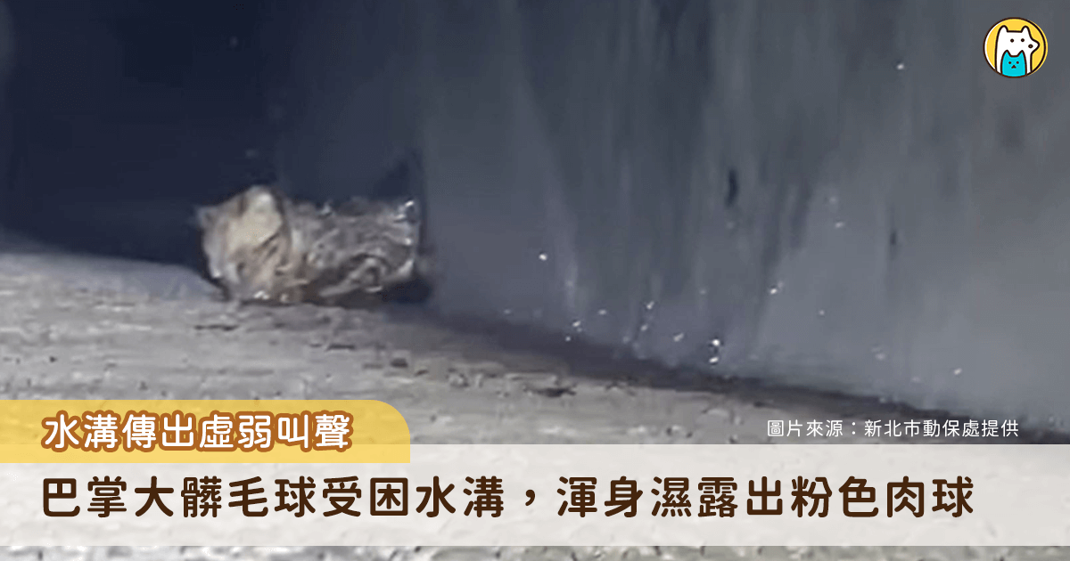 新北市動物保護防疫處日前接獲民眾通報，在新莊區建安街附近水溝發現疑似小貓受困。動保處獲報後立即派員救援，由於小貓受困於水溝深處，增加了救援難度。動保員方英傑利用束線帶將捕昆蟲網桿與拖把棍連結，自製長約 3 公尺的救援工具，成功將小貓救出。