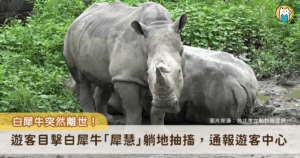 北市動物園白犀牛驟逝 遊客目擊牠翻滾抽搐急通報 台北市立動物園白犀牛「犀慧」18 日驟然離世,有遊客目擊犀慧躺地翻滾、有抽搐的狀況立即通報服務中心,獸醫抵達後確認死亡。
