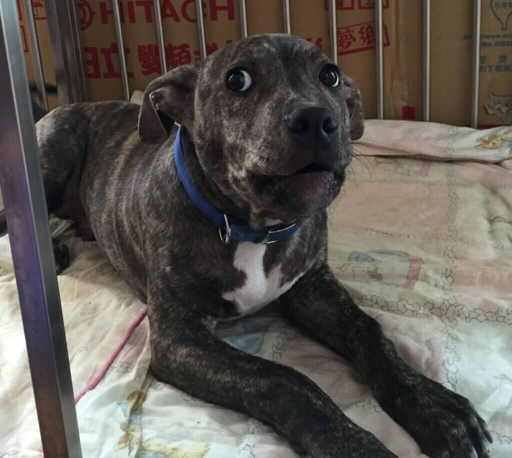 新竹雪橇犬散步突遭「未牽繩比特犬」攻擊送醫 動物防疫所開罰8萬6千元 新竹縣一名模特兒飼主 19 日帶著自家阿拉斯加雪橇犬「沒有門(𝐌𝐞𝐥𝐯𝐢𝐧)」外出散步遭到未牽繩的犬隻撲咬,且犬隻為比特犬,咬著愛犬不放,造成肌肉撕裂傷需開刀,最後出動 3 人合力才將 2 隻狗拉開,飼主在鄰居通知後才趕到現場。新竹縣動物防疫所約談飼主,開罰 8 萬 6000 元,該犬隻將登記為比特犬並終身列管。