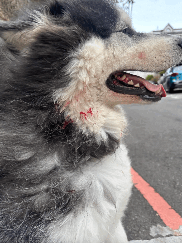 新竹雪橇犬散步突遭「未牽繩比特犬」攻擊送醫 動物防疫所開罰8萬6千元 新竹縣一名模特兒飼主 19 日帶著自家阿拉斯加雪橇犬「沒有門(𝐌𝐞𝐥𝐯𝐢𝐧)」外出散步遭到未牽繩的犬隻撲咬,且犬隻為比特犬,咬著愛犬不放,造成肌肉撕裂傷需開刀,最後出動 3 人合力才將 2 隻狗拉開,飼主在鄰居通知後才趕到現場。新竹縣動物防疫所約談飼主,開罰 8 萬 6000 元,該犬隻將登記為比特犬並終身列管。