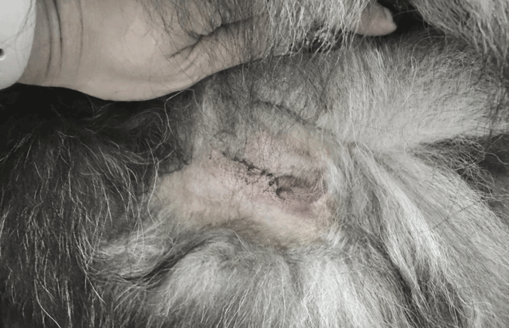 新竹雪橇犬散步突遭「未牽繩比特犬」攻擊送醫 動物防疫所開罰8萬6千元 新竹縣一名模特兒飼主 19 日帶著自家阿拉斯加雪橇犬「沒有門(𝐌𝐞𝐥𝐯𝐢𝐧)」外出散步遭到未牽繩的犬隻撲咬,且犬隻為比特犬,咬著愛犬不放,造成肌肉撕裂傷需開刀,最後出動 3 人合力才將 2 隻狗拉開,飼主在鄰居通知後才趕到現場。新竹縣動物防疫所約談飼主,開罰 8 萬 6000 元,該犬隻將登記為比特犬並終身列管。