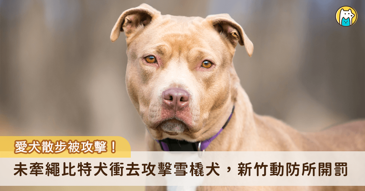新竹雪橇犬散步突遭「未牽繩比特犬」攻擊送醫 動物防疫所開罰8萬6千元 新竹縣一名模特兒飼主 19 日帶著自家阿拉斯加雪橇犬「沒有門(𝐌𝐞𝐥𝐯𝐢𝐧)」外出散步遭到未牽繩的犬隻撲咬,且犬隻為比特犬,咬著愛犬不放,造成肌肉撕裂傷需開刀,最後出動 3 人合力才將 2 隻狗拉開,飼主在鄰居通知後才趕到現場。新竹縣動物防疫所約談飼主,開罰 8 萬 6000 元,該犬隻將登記為比特犬並終身列管。