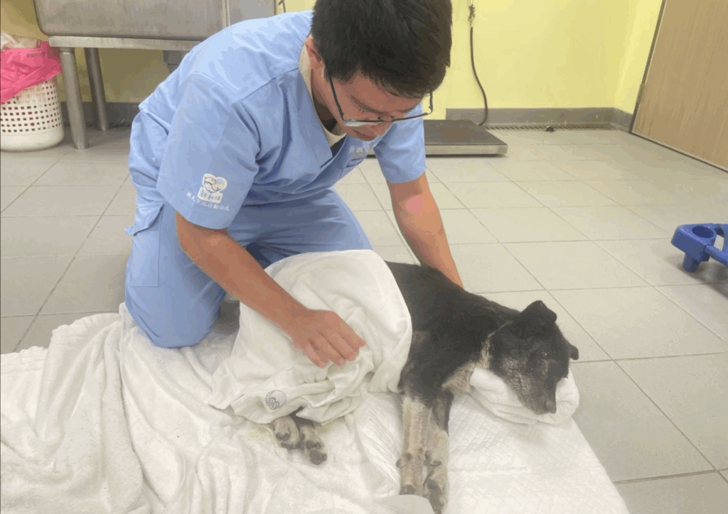 新北市動保處日前接獲通報，有民眾發現一隻受傷的流浪狗疑似遭遇車禍受傷，動保員到場接回犬隻醫療。照 X 光後察覺犬隻脊柱斷裂錯位無法恢復，且已無法進食，即啟動人道處理機制，助動物安寧走完生命最後一程。