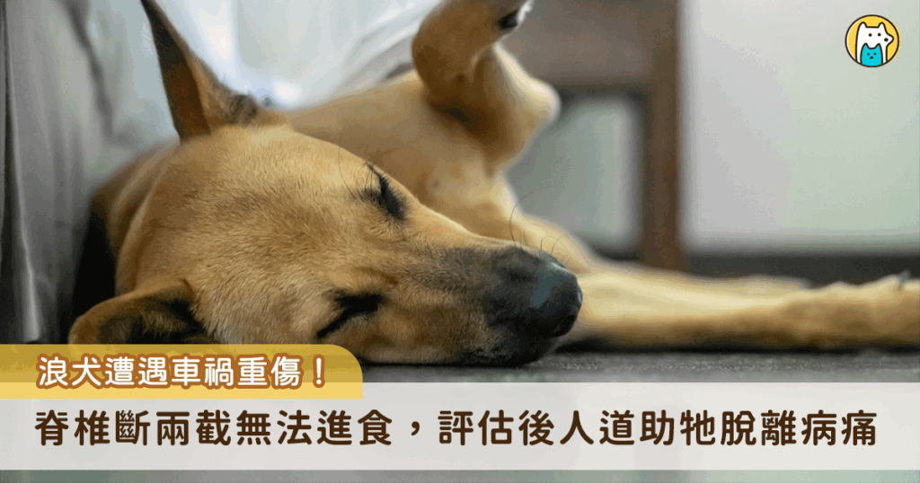 新北市動保處日前接獲通報，有民眾發現一隻受傷的流浪狗疑似遭遇車禍受傷，動保員到場接回犬隻醫療。照 X 光後察覺犬隻脊柱斷裂錯位無法恢復，且已無法進食，即啟動人道處理機制，助動物安寧走完生命最後一程。