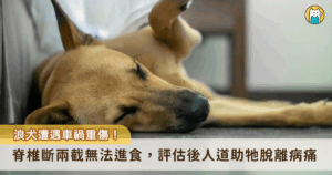 浪犬遭車撞「脊椎斷兩截」無法進食 人道陪牠走完生命最後一程 新北市動保處日前接獲通報,有民眾發現一隻受傷的流浪狗疑似遭遇車禍受傷,動保員到場接回犬隻醫療。照 X 光後察覺犬隻脊柱斷裂錯位無法恢復,且已無法進食,即啟動人道處理機制,助動物安寧走完生命最後一程。