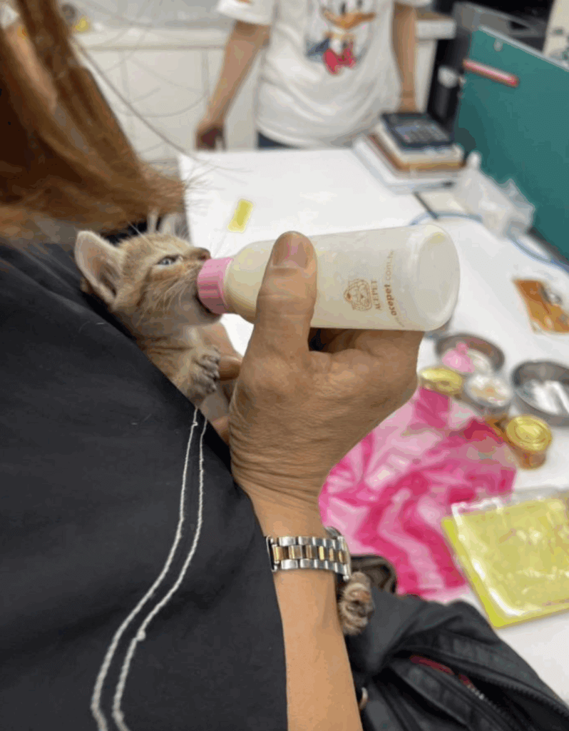 新北市動保處日前接獲通報，八里區仁愛路 228 號一間工廠有一隻小貓受困在鐵皮外牆縫隙內，動保處獲報後即派員前往救援。最後在工廠老闆娘及員工合力協助下成功救援將貓咪救出，小貓咪本身外觀上並無明顯外傷，活力十分良好，給予牛奶喝也迅速喝完，老闆娘也決定認養這隻跟她們很緣分的小貓。