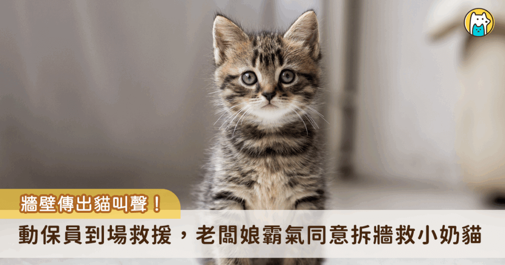 縫隙傳出貓叫聲闆娘霸氣喊:拆! 破牆救出手掌大奶貓收編 新北市動保處日前接獲通報,八里區仁愛路 228 號一間工廠有一隻小貓受困在鐵皮外牆縫隙內,動保處獲報後即派員前往救援。最後在工廠老闆娘及員工合力協助下成功救援將貓咪救出,小貓咪本身外觀上並無明顯外傷,活力十分良好,給予牛奶喝也迅速喝完,老闆娘也決定認養這隻跟她們很緣分的小貓。