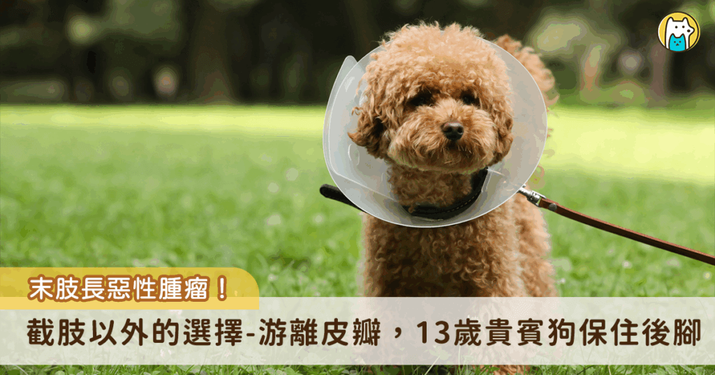 在這篇文章中，我會藉由 Davy 狗狗的診間故事，分享以下 3 個家長常問到的問題：