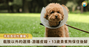 在這篇文章中，我會藉由 Davy 狗狗的診間故事，分享以下 3 個家長常問到的問題：