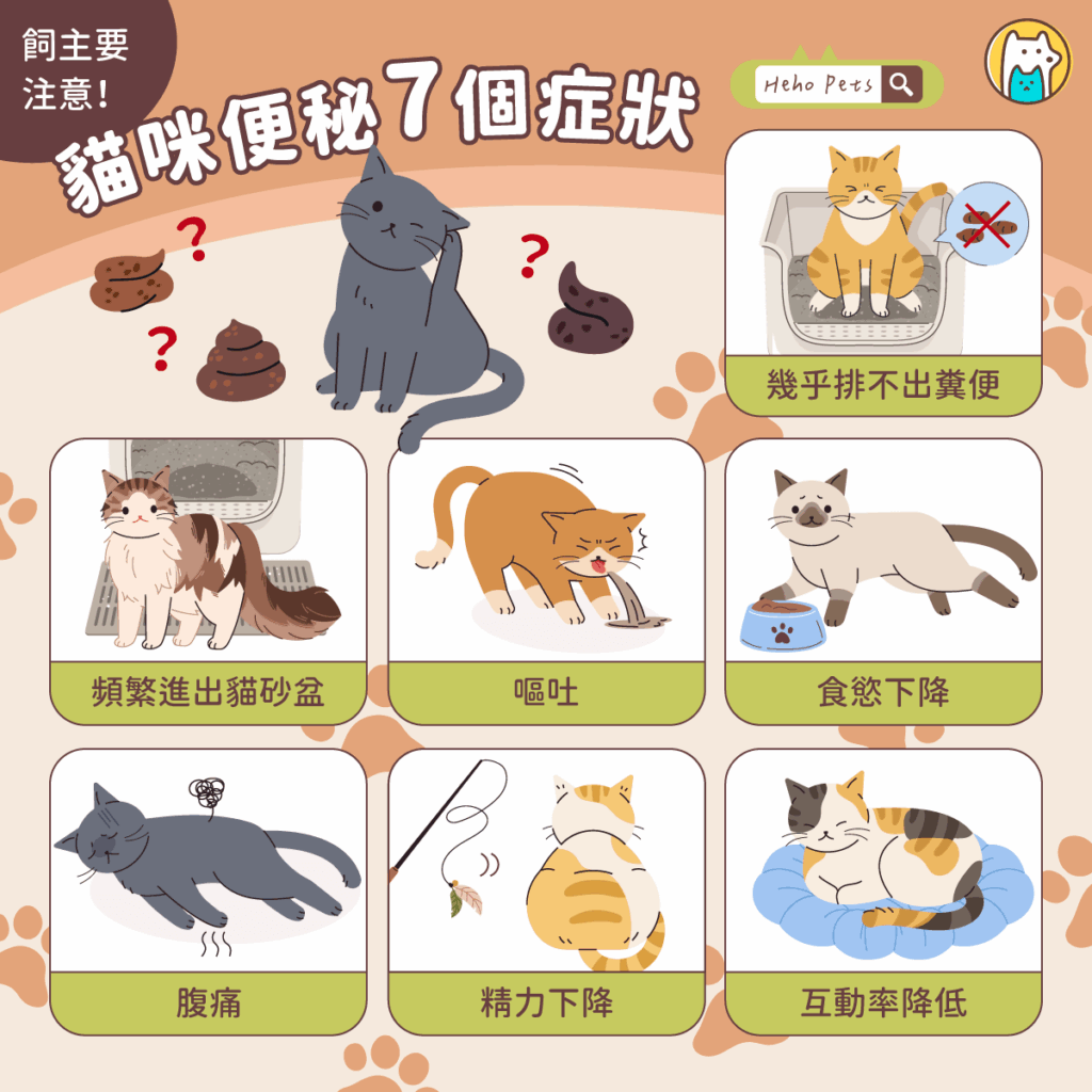 想上廁所卻排不出來的痛苦，不只人類懂，對貓咪而言更是折磨。許多飼主以為貓咪只是「偷懶不上廁所」，但事實上，當牠們出現排便次數減少、排便時哭叫、糞便乾硬等狀況，很可能已經在經歷便秘。若放任不理，長期便秘甚至可能演變成「巨結腸症」，嚴重時會危及生命。