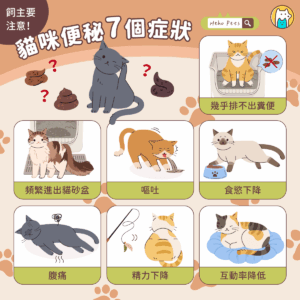 貓咪便秘 7 大警訊別忽略！原因、症狀與預防完整指南
