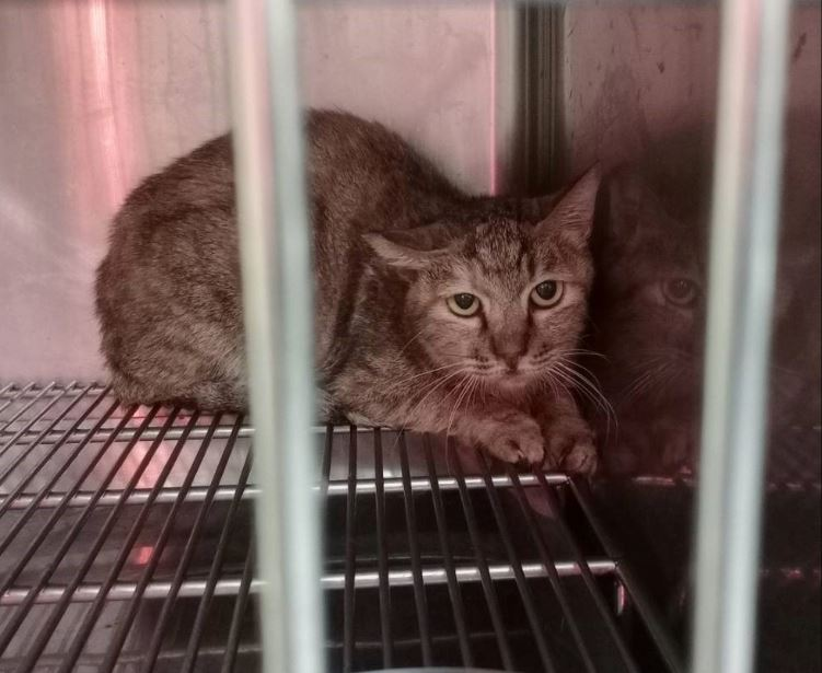 新北市三峽地區一隻虎斑浪貓，附近居民暱稱為「魷魚哥」，因口炎被通報救援送至動保處時，因疼痛而整日蜷縮在角落，不願進食，體重也明顯下降。經獸醫師診斷後，在藥物治療期間，照護人員除耐心提供適口性佳的軟質食物與良好的口腔維護外，亦經常輕聲安撫、陪伴牠，經過一段時間的悉心照料，魷魚哥逐漸恢復食慾，體重回升，嘴角也不再流出濃稠口水，重現健康模樣。