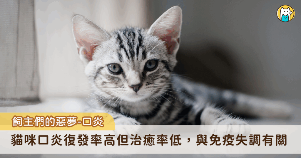 新北市三峽地區一隻虎斑浪貓，附近居民暱稱為「魷魚哥」，因口炎被通報救援送至動保處時，因疼痛而整日蜷縮在角落，不願進食，體重也明顯下降。經獸醫師診斷後，在藥物治療期間，照護人員除耐心提供適口性佳的軟質食物與良好的口腔維護外，亦經常輕聲安撫、陪伴牠，經過一段時間的悉心照料，魷魚哥逐漸恢復食慾，體重回升，嘴角也不再流出濃稠口水，重現健康模樣。