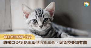 新北市三峽地區一隻虎斑浪貓，附近居民暱稱為「魷魚哥」，因口炎被通報救援送至動保處時，因疼痛而整日蜷縮在角落，不願進食，體重也明顯下降。經獸醫師診斷後，在藥物治療期間，照護人員除耐心提供適口性佳的軟質食物與良好的口腔維護外，亦經常輕聲安撫、陪伴牠，經過一段時間的悉心照料，魷魚哥逐漸恢復食慾，體重回升，嘴角也不再流出濃稠口水，重現健康模樣。