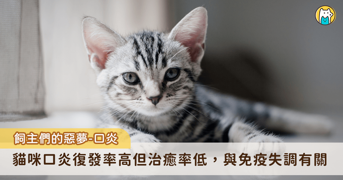 新北市三峽地區一隻虎斑浪貓，附近居民暱稱為「魷魚哥」，因口炎被通報救援送至動保處時，因疼痛而整日蜷縮在角落，不願進食，體重也明顯下降。經獸醫師診斷後，在藥物治療期間，照護人員除耐心提供適口性佳的軟質食物與良好的口腔維護外，亦經常輕聲安撫、陪伴牠，經過一段時間的悉心照料，魷魚哥逐漸恢復食慾，體重回升，嘴角也不再流出濃稠口水，重現健康模樣。