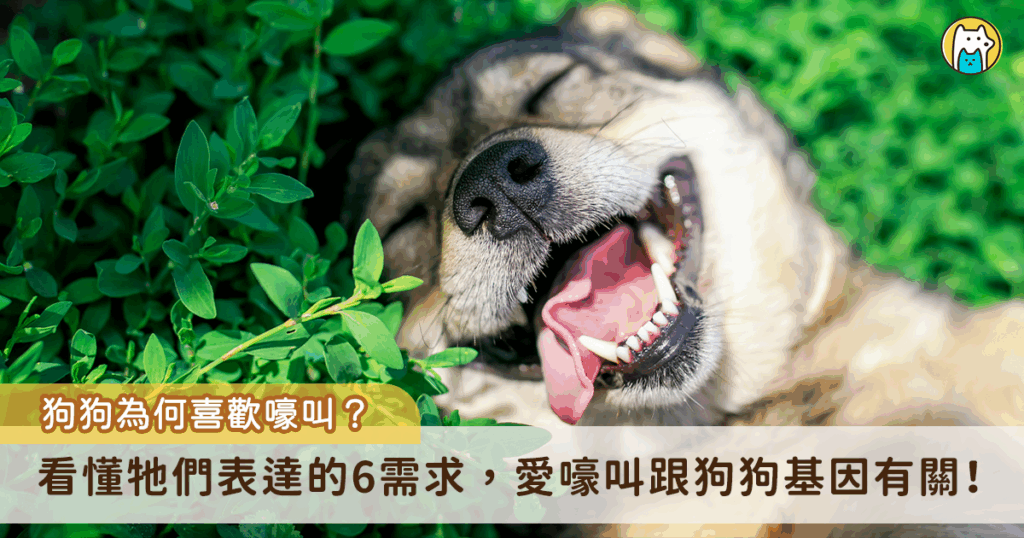 狗狗為何會嚎叫、老愛跟著垃圾車唱歌 2 個原因超有愛 許多飼主有過類似的經驗,門外傳來垃圾車的聲音時家裡的狗狗會跟著嚎叫,就像在合音一樣,到底牠們為何會想一起叫,專家指出可能有 2 種原因,一種是狗狗誤認身份,另一種則是牠們是在守護家園的表現。