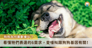 許多飼主有過類似的經驗，門外傳來垃圾車的聲音時家裡的狗狗會跟著嚎叫，就像在合音一樣，到底牠們為何會想一起叫，專家指出可能有 2 種原因，一種是狗狗誤認身份，另一種則是牠們是在守護家園的表現。