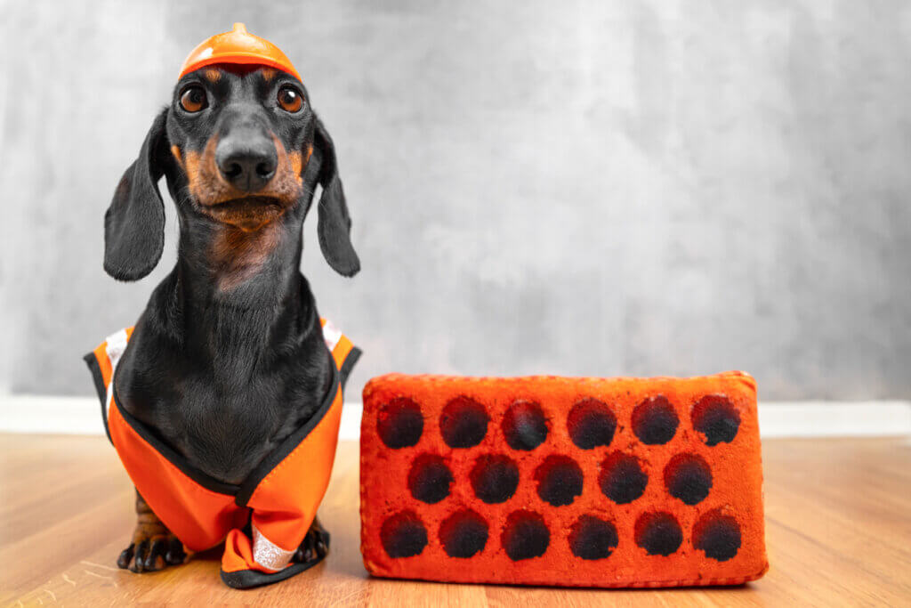 同樣都是短腿狗，為什麼臘腸犬特別容易有椎間盤問題？臘腸狗的短腿，來自於一種特別的侏儒症，學術上稱為「軟骨發育不全侏儒症」，常見於臘腸犬、巴吉度犬、科基、拉薩犬、西施犬等等。不同品種的短腿程度也不一，如法國鬥牛犬、米格魯犬，也都屬於軟骨發育不全犬種，但他們的腿長相對來說比較正常。