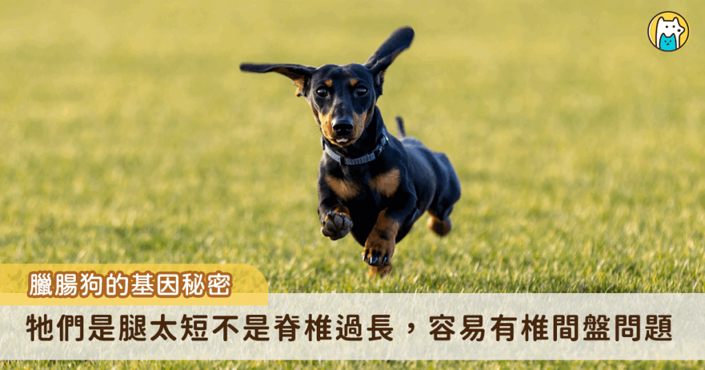 同樣都是短腿狗，為什麼臘腸犬特別容易有椎間盤問題？臘腸狗的短腿，來自於一種特別的侏儒症，學術上稱為「軟骨發育不全侏儒症」，常見於臘腸犬、巴吉度犬、科基、拉薩犬、西施犬等等。不同品種的短腿程度也不一，如法國鬥牛犬、米格魯犬，也都屬於軟骨發育不全犬種，但他們的腿長相對來說比較正常。