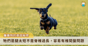 同樣都是短腿狗，為什麼臘腸犬特別容易有椎間盤問題？臘腸狗的短腿，來自於一種特別的侏儒症，學術上稱為「軟骨發育不全侏儒症」，常見於臘腸犬、巴吉度犬、科基、拉薩犬、西施犬等等。不同品種的短腿程度也不一，如法國鬥牛犬、米格魯犬，也都屬於軟骨發育不全犬種，但他們的腿長相對來說比較正常。
