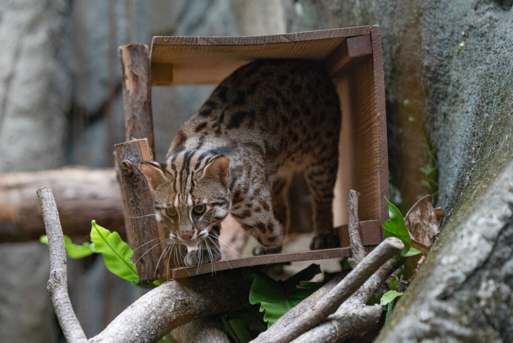 北市動物園迎來新成員 3隻收容石虎背後藏悲傷故事 台北市立動物園的台灣動物區迎來新居民,透過野生動物救傷收容計畫所安置的 3 隻石虎「捲心餅」、「平平」和「阿給」將與大家見面。園方透露 3 隻石虎各自有著不同的背景故事,提醒民眾到園區觀察石虎時保持安靜,才有機會看到牠們現身。