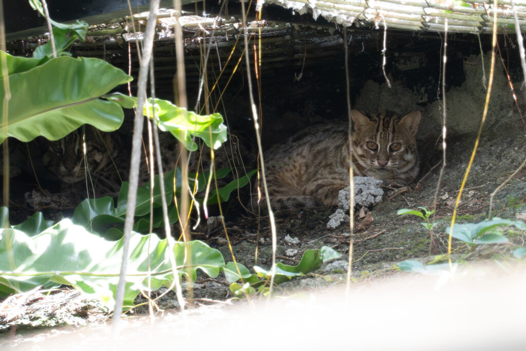 北市動物園迎來新成員 3隻收容石虎背後藏悲傷故事 台北市立動物園的台灣動物區迎來新居民,透過野生動物救傷收容計畫所安置的 3 隻石虎「捲心餅」、「平平」和「阿給」將與大家見面。園方透露 3 隻石虎各自有著不同的背景故事,提醒民眾到園區觀察石虎時保持安靜,才有機會看到牠們現身。