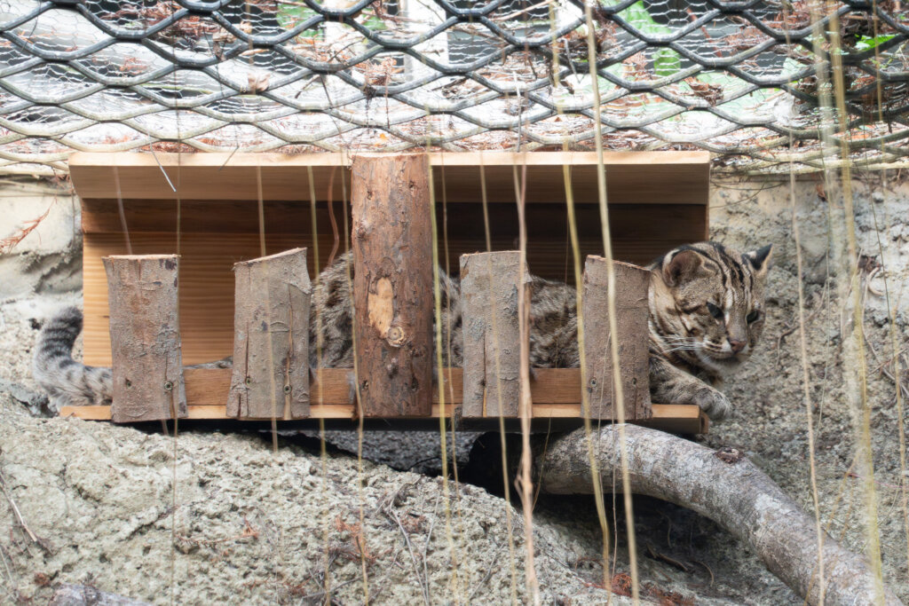 北市動物園迎來新成員 3隻收容石虎背後藏悲傷故事 台北市立動物園的台灣動物區迎來新居民,透過野生動物救傷收容計畫所安置的 3 隻石虎「捲心餅」、「平平」和「阿給」將與大家見面。園方透露 3 隻石虎各自有著不同的背景故事,提醒民眾到園區觀察石虎時保持安靜,才有機會看到牠們現身。