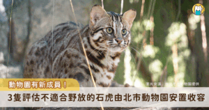 台北市立動物園的台灣動物區迎來新居民，透過野生動物救傷收容計畫所安置的 3 隻石虎「捲心餅」、「平平」和「阿給」將與大家見面。園方透露 3 隻石虎各自有著不同的背景故事，提醒民眾到園區觀察石虎時保持安靜，才有機會看到牠們現身。