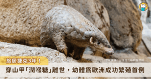 台北市立動物園旅居捷克布拉格動物園的穿山甲「潤喉糖」傳出於 9 日午間辭世，布拉格動物園的保育員們 9 月底便注意到穿山甲「潤喉糖」的健康出現警訊，進食狀況不佳，園方隨即進行系列檢查且密集監測。「潤喉糖」10 月的狀況一度有所好轉，可少量進食。然而月中以後，牠的狀況再次出現波動，於昨日 (9) 不幸離世。