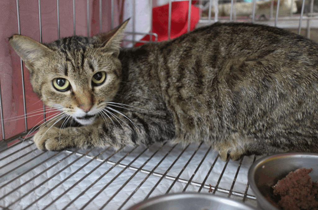 新北市新店區一隻虎斑貓疑似車禍受傷屁股流血，經由民眾通報，動保處派員將受傷的貓隻帶回毛寶貝醫療中心進行檢傷醫療，發現牠尾巴末端傷口嚴重潰爛，須進行斷尾手術，以避免傷口感染導致下半身癱瘓，黑虎斑貓經過輸液治療及手術後已恢復健康，由住在中和的李先生認養，有了幸福溫暖的家。