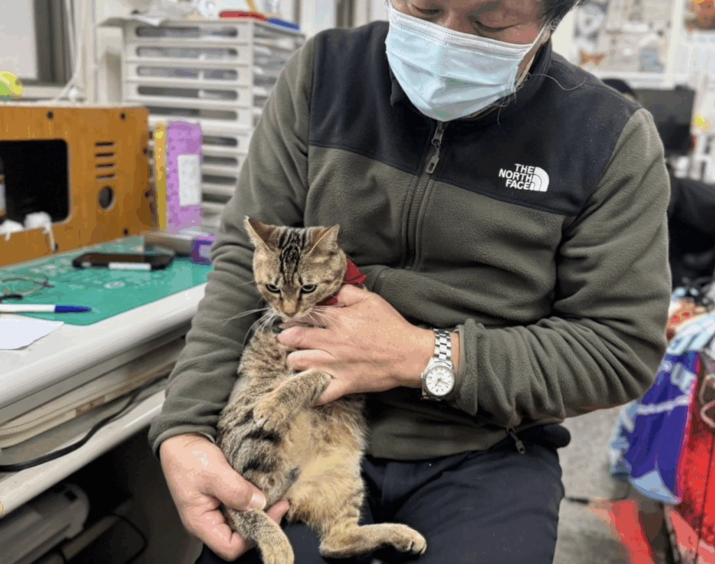 新北市新店區一隻虎斑貓疑似車禍受傷屁股流血，經由民眾通報，動保處派員將受傷的貓隻帶回毛寶貝醫療中心進行檢傷醫療，發現牠尾巴末端傷口嚴重潰爛，須進行斷尾手術，以避免傷口感染導致下半身癱瘓，黑虎斑貓經過輸液治療及手術後已恢復健康，由住在中和的李先生認養，有了幸福溫暖的家。