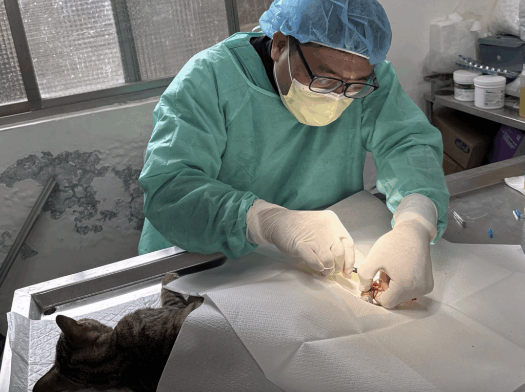 新北市新店區一隻虎斑貓疑似車禍受傷屁股流血，經由民眾通報，動保處派員將受傷的貓隻帶回毛寶貝醫療中心進行檢傷醫療，發現牠尾巴末端傷口嚴重潰爛，須進行斷尾手術，以避免傷口感染導致下半身癱瘓，黑虎斑貓經過輸液治療及手術後已恢復健康，由住在中和的李先生認養，有了幸福溫暖的家。