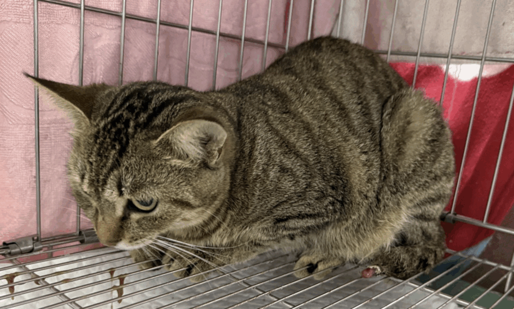 新北市新店區一隻虎斑貓疑似車禍受傷屁股流血，經由民眾通報，動保處派員將受傷的貓隻帶回毛寶貝醫療中心進行檢傷醫療，發現牠尾巴末端傷口嚴重潰爛，須進行斷尾手術，以避免傷口感染導致下半身癱瘓，黑虎斑貓經過輸液治療及手術後已恢復健康，由住在中和的李先生認養，有了幸福溫暖的家。