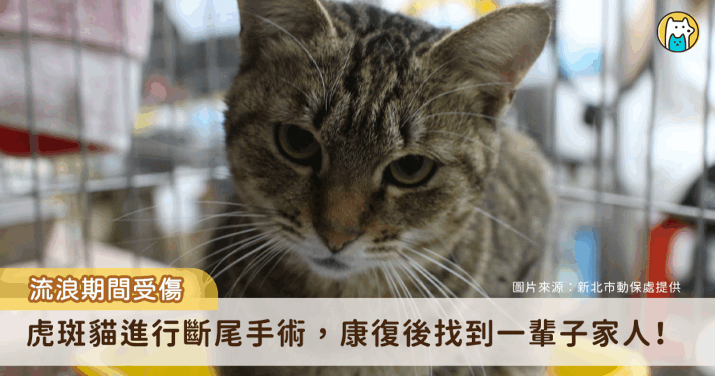 新北市新店區一隻虎斑貓疑似車禍受傷屁股流血，經由民眾通報，動保處派員將受傷的貓隻帶回毛寶貝醫療中心進行檢傷醫療，發現牠尾巴末端傷口嚴重潰爛，須進行斷尾手術，以避免傷口感染導致下半身癱瘓，黑虎斑貓經過輸液治療及手術後已恢復健康，由住在中和的李先生認養，有了幸福溫暖的家。