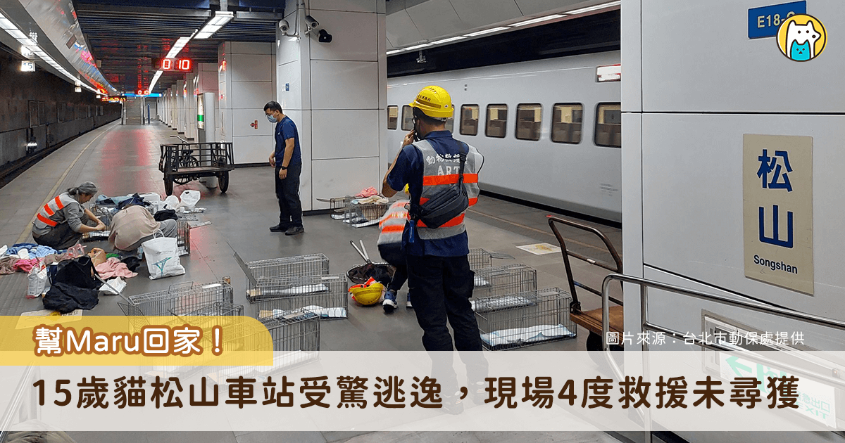 台北市松山車站發生一起貓隻逃逸事件，一隻為「Maru」的 15 歲老貓於車站月台逃逸至軌道區，動保處接獲通報與台鐵公司密切合作，配合台鐵規定及需求，展開多輪救援行動，累計已出勤 11 人次，4 度前往現場救援，至今仍未成功捕獲貓隻。