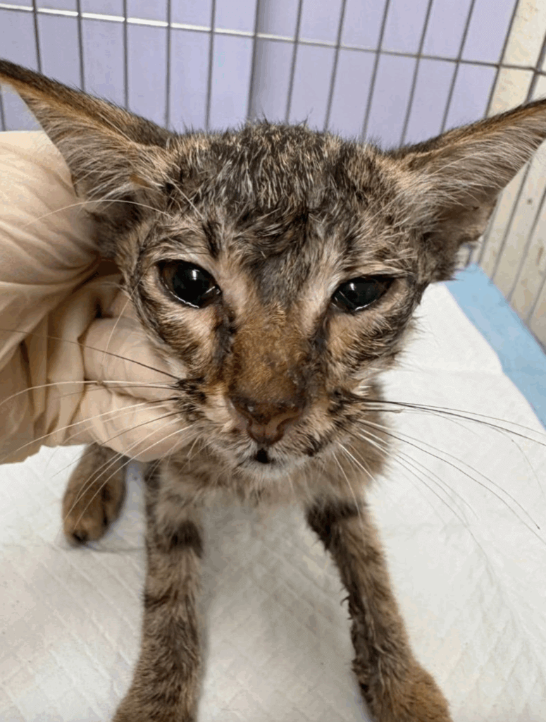 浪貓雙眼流膿瘦成紙片 康復後「飄出仙氣」反差對比照曝光 新北市五股區一隻小浪貓躺在巷弄中奄奄一息一息,經由好心人通報被新北市動保處派員救援。這隻小貓當時全身枯槁、骨瘦如柴,雙眼感染嚴重,經獸醫師治療與動保員長期悉心照護後,終於恢復健康,化身大眼萌貓。