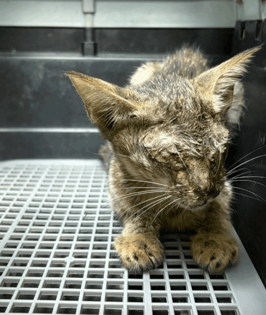 浪貓雙眼流膿瘦成紙片 康復後「飄出仙氣」反差對比照曝光 新北市五股區一隻小浪貓躺在巷弄中奄奄一息一息,經由好心人通報被新北市動保處派員救援。這隻小貓當時全身枯槁、骨瘦如柴,雙眼感染嚴重,經獸醫師治療與動保員長期悉心照護後,終於恢復健康,化身大眼萌貓。
