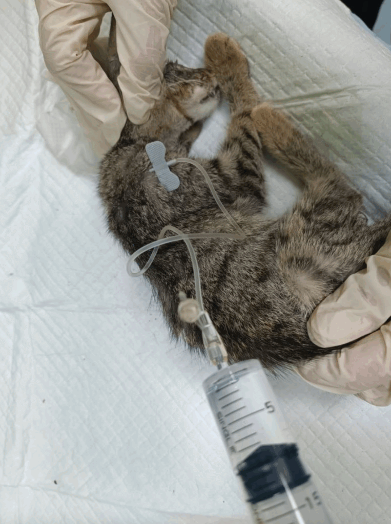 浪貓雙眼流膿瘦成紙片 康復後「飄出仙氣」反差對比照曝光 新北市五股區一隻小浪貓躺在巷弄中奄奄一息一息,經由好心人通報被新北市動保處派員救援。這隻小貓當時全身枯槁、骨瘦如柴,雙眼感染嚴重,經獸醫師治療與動保員長期悉心照護後,終於恢復健康,化身大眼萌貓。