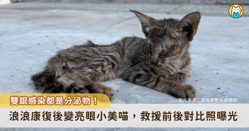 浪貓雙眼流膿瘦成紙片 康復後「飄出仙氣」反差對比照曝光 新北市五股區一隻小浪貓躺在巷弄中奄奄一息一息,經由好心人通報被新北市動保處派員救援。這隻小貓當時全身枯槁、骨瘦如柴,雙眼感染嚴重,經獸醫師治療與動保員長期悉心照護後,終於恢復健康,化身大眼萌貓。