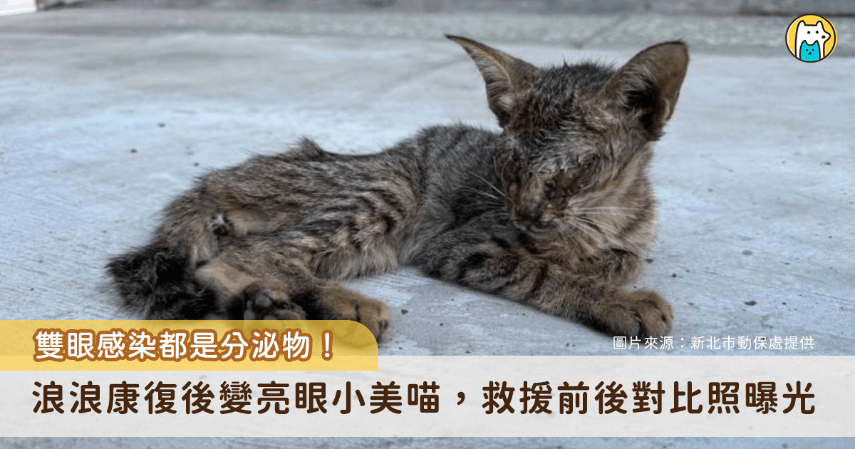 新北市五股區一隻小浪貓躺在巷弄中奄奄一息一息，經由好心人通報被新北市動保處派員救援。這隻小貓當時全身枯槁、骨瘦如柴，雙眼感染嚴重，經獸醫師治療與動保員長期悉心照護後，終於恢復健康，化身大眼萌貓。